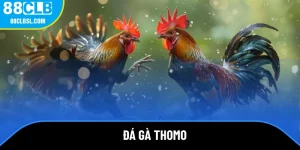 đá gà thomo